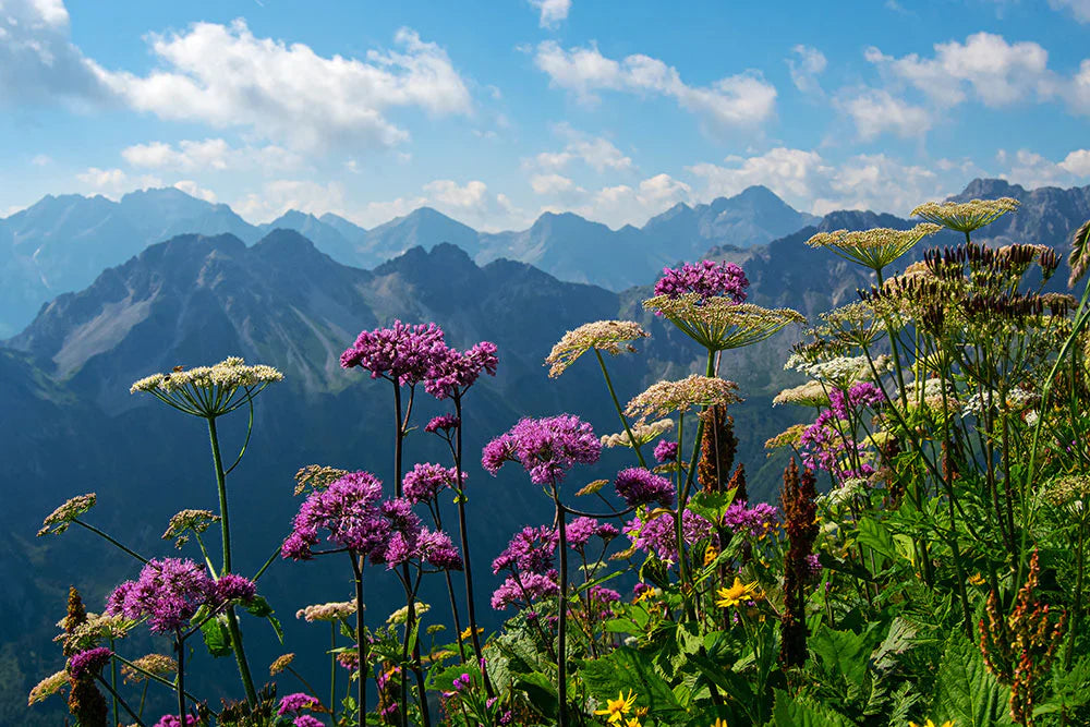 the Alps